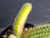 Cleistocactus aureispina x Hildewintera colademononis- Variegated #CH25