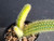 Cleistocactus aureispina x Hildewintera colademononis- Variegated #CH25