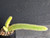 Cleistocactus aureispina x Hildewintera colademononis- Variegated #CH25