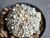Astrophytum asterias cv superkabuto #SK346