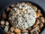 Astrophytum asterias cv superkabuto #SK348