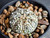 Astrophytum asterias cv superkabuto #SK349