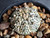 Astrophytum asterias cv superkabuto #SK349