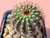 Uebelmannia hybrid- UEBH4