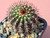Uebelmannia hybrid- UEBH4
