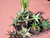 10 assorted aloe plants- PACK#1