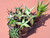10 assorted aloe plants- PACK#1