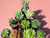 10 assorted haworthia plants- PACK#15