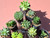 10 assorted haworthia plants- PACK#18