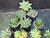 10 assorted haworthia plants- PACK#18