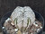 Astrophytum coahuilense hybrid  #ACH115