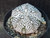 Astrophytum coahuilense hybrid  #ACH116