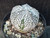 Astrophytum coahuilense hybrid  #ACH116