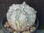 Astrophytum asterias cv superkabuto #SKH24