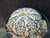Astrophytum asterias cv superkabuto #SKH25