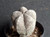 Astrophytum myriostigma cv onzuka - #821