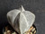 Astrophytum myriostigma cv onzuka - #822