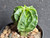 Astrophytum myriostigma cv fukuryu - #151