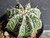 Astrophytum myriostigma cv fukuryu - #152