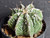 Astrophytum myriostigma cv fukuryu - #152