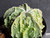 Astrophytum myriostigma cv fukuryu - #153