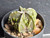 Astrophytum myriostigma cv fukuryu - #154