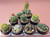 10 assorted cacti plants- PACK#58