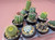 10 assorted cacti plants- PACK#58