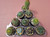 10 assorted cacti plants- PACK#58