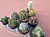 10 assorted cacti plants- PACK#59