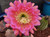 Flying Saucer cactus flower