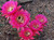 Pink Schick cactus flower