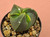 Astrophytum myriostigma v nudum