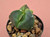 Astrophytum myriostigma v nudum