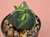Astrophytum myriostigma v nudum