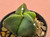 Astrophytum myriostigma v nudum #ATR22