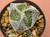 Astrophytum myriostigma v tricostatum #ATRI23