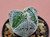 Astrophytum myriostigma v tricostatum #ATRI23