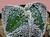 Astrophytum myriostigma v tricostatum #ATRI23