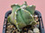 Astrophytum myriostigma  #ATRI26