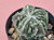 Astrophytum myriostigma cv fukuryu - #159
