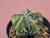 Astrophytum myriostigma cv fukuryu - #160