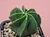 Astrophytum myriostigma cv fukuryu - #161