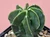 Astrophytum myriostigma cv fukuryu - #161