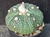 Astrophytum asterias cv fukuryu-  #AAF09
