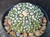 Astrophytum asterias cv fukuryu-  #AAF10