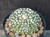 Astrophytum asterias cv fukuryu-  #AAF10