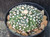 Astrophytum asterias cv fukuryu-  #AAF10