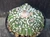 Astrophytum asterias cv fukuryu-  #AAF11