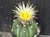 Astrophytum asterias shiowa flower #SHI22